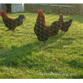 Hexagonal wire mesh for feeding chickens ducks